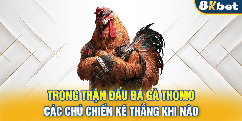 Trong trận đấu đá gà Thomo các chú chiến kê thắng khi nào